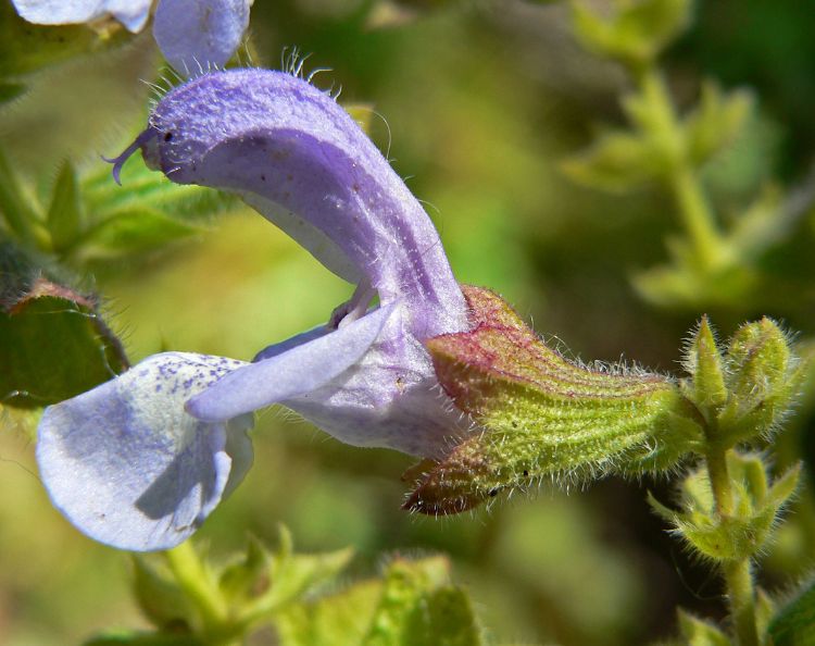 3 Wonderfully Weird African Plants and How to Use Them